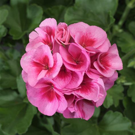 Americana® Rosa Mega Splash - Zonal Geranium - Pelargonium zonale | Proven Winners