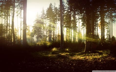 Elven Forest Wallpaper (74+ images)