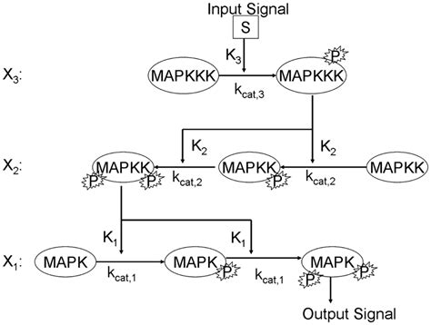 Cartoon representation of the canonical MAPK signaling pathway ...