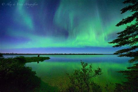 Churchill Northern Lights – Dream Photo - Churchill Polar Bears