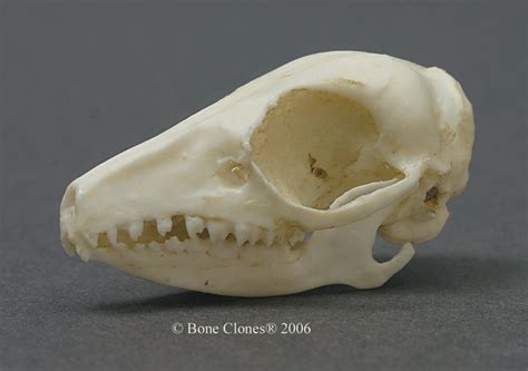 Animal skulls, Elephant shrew, Skull