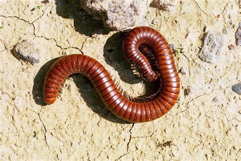 Diplopoda - Millipedes | Wildlife Journal Junior