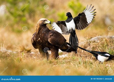 Aggressive Eurasian Magpie Attacking Golden Eagle in Flight Stock Photo ...