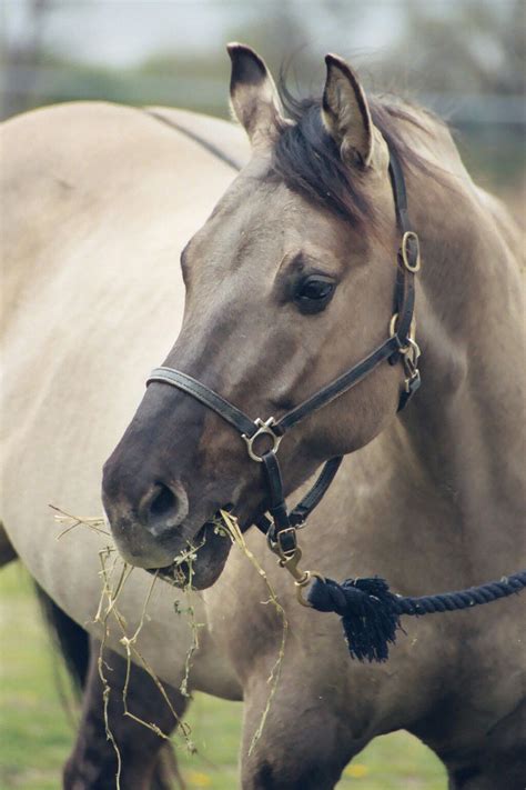 Pin on My grulla horse "Luke"