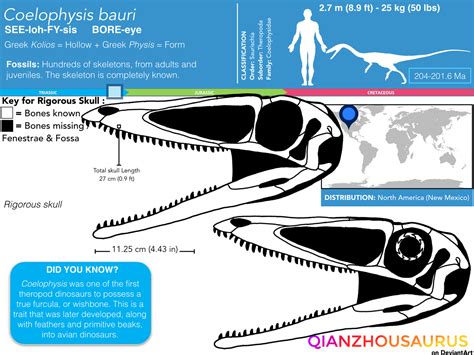 Coelophysis bauri skull skeletal by Qianzhousaurus on DeviantArt