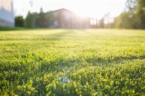 How Long Do Grass Seeds Take to Grow? Expert Tips For a Luscious Lawn ...