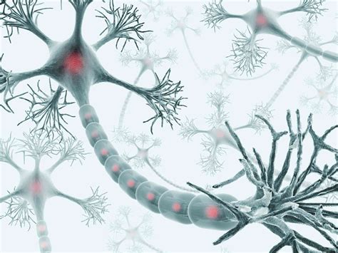 Understanding Neurons' Role in the Nervous System