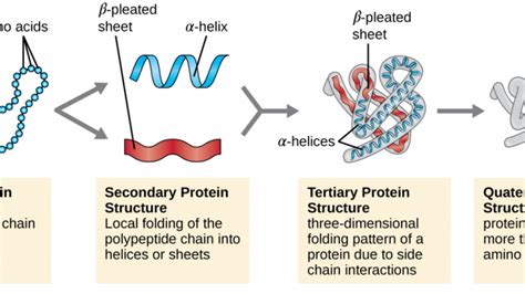 Levels Of Protein Structures