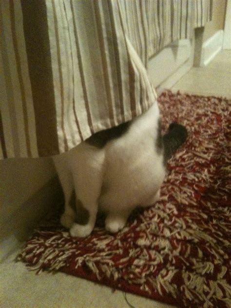 hiding Funny Cats, Funny Animals, Cute Animals, Animal Funnies, Cats ...