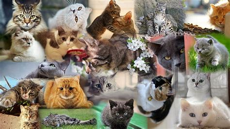 5120x2880px | free download | HD wallpaper: Cat Collage, cats, feline ...