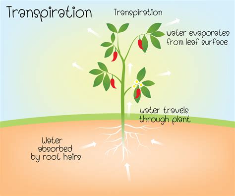 Type Of Cells Which Transport Water And Minerals Throughout Plants - Transport Informations Lane