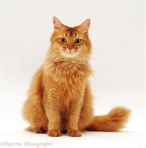 Turkish Angora Cat Orange - Aubree-has-Yoder