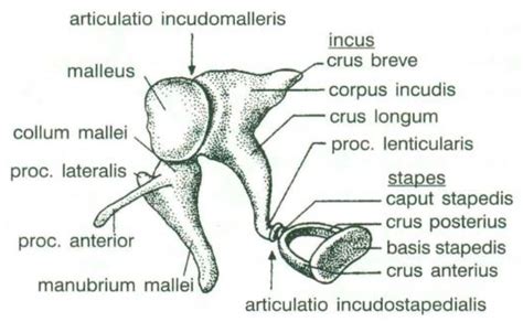 Stapes Anatomy