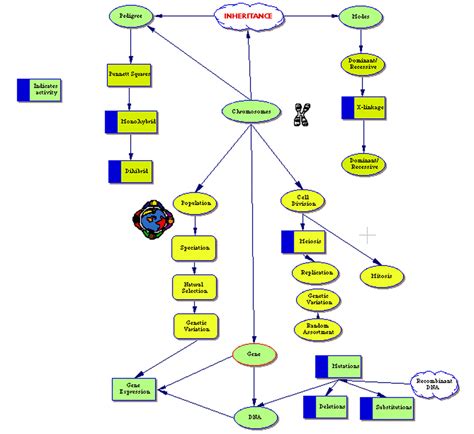 Concept Map - Biology E-Portfolio