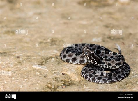 Dusky pygmy rattlesnake (Sistrurus miliarius barbouri) on clay Stock Photo - Alamy