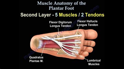 Plantar Foot Anatomy Skin