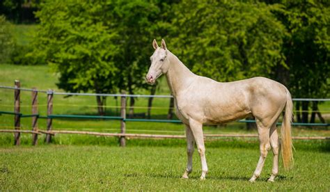 Oldest Breeds of Horse - Helpful Horse Hints