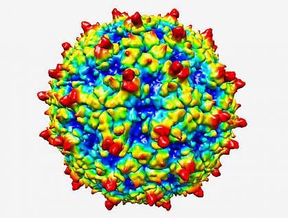 Structure of rhinovirus C revealed | National Institutes of Health (NIH)