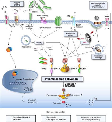 Inflammasome activating pathways. | Download Scientific Diagram