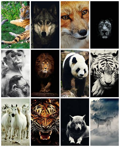 Animal Collage Wallpapers - Wallpaper Cave