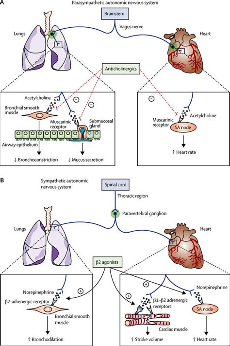 Image result for saba mechanism of action | Saba, Action, Image