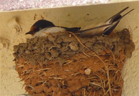 Barn Swallow nesting « BirdCam Blog