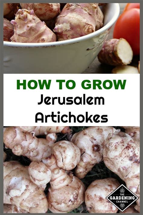 How to Grow Jerusalem Artichokes - Gardening Channel