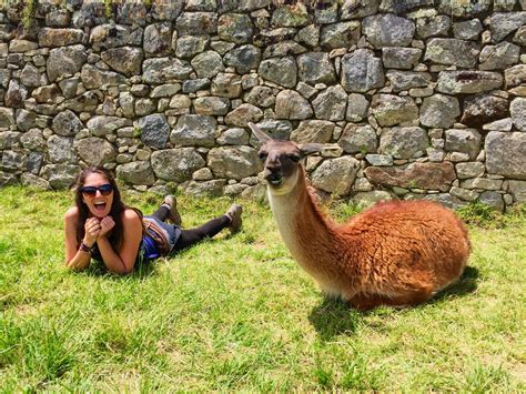 Llama love in Cusco, Peru Cusco Peru, Adventurer, Llama, Sarah, Animals ...