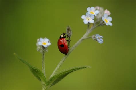 Ladybugs - Ladybugs Photo (39661874) - Fanpop