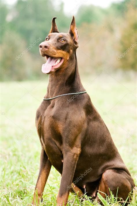 Sitting brown doberman pinscher — Stock Photo © kalinovsky #5417481