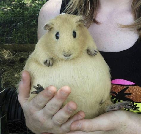 Pin by Jackson's on Pregnancy | Guinea pigs, Fat animals, Cute guinea pigs