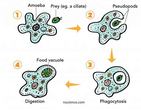 Facts about Amoeba, structure, behavior and reproduction - Rs' Science