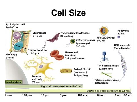 Cell Size In Sheets