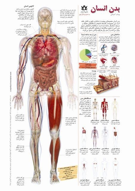 پوستر آموزشی آناتومی و اعضای بدن انسان « پوسترهای آموزشی دانشنامه دانش‌آموز