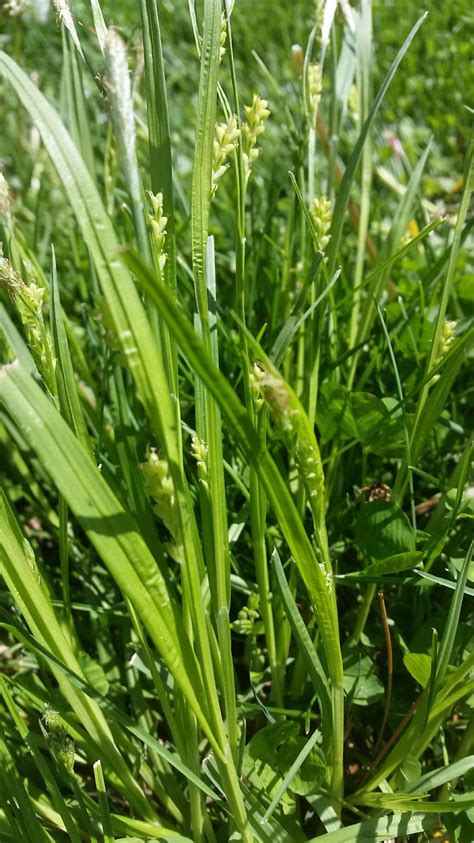 Sow Wild Natives-Common Wood Sedge (Carex blanda)