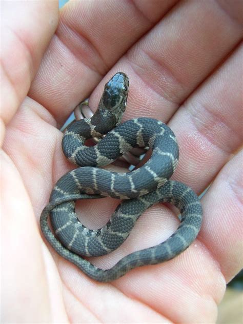 Juvenile Northern water snake - a photo on Flickriver