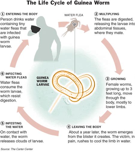 The New York Times > International > Image > The Life Cycle of Guinea Worm