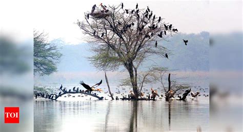 Sultanpur bird sanctuary to reopen from October 1 | Gurgaon News ...