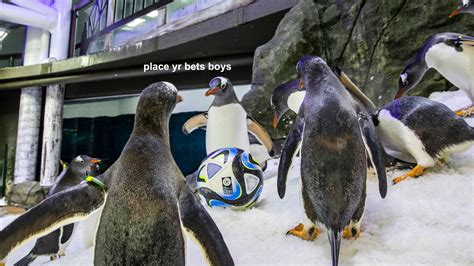 Penguins Are Accurately Predicting Women's World Cup Winners