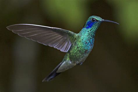 Hummingbirds of Costa Rica - CBS News