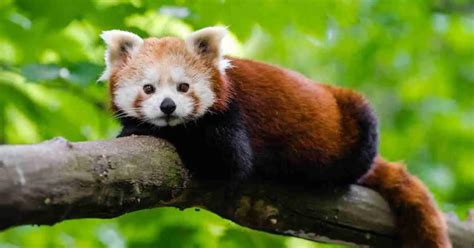 Red Panda Behavior - AnimalBehaviorCorner