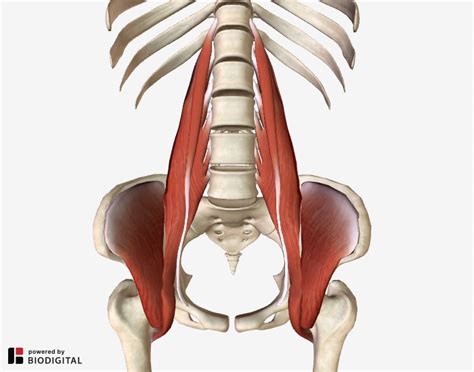 Iliopsoas Syndrome: The Hidden Root of Pain