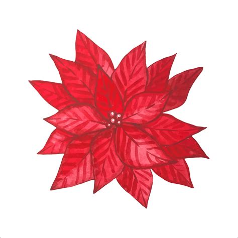 Red watercolor poinsettia isolated 13369593 Vector Art at Vecteezy