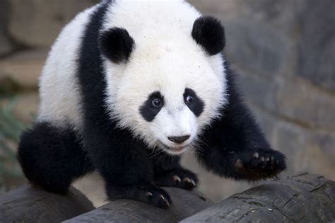 Zoo Atlanta Panda Cam | Panda cam, Atlanta zoo, Panda bear