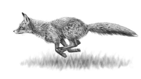 Running Fox — Nolon Stacey | British wildlife, Fox drawing, Fox running