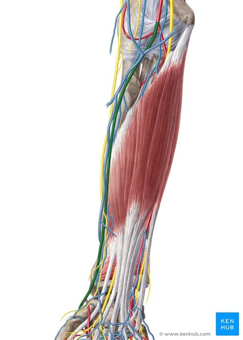 Radial artery: Anatomy and clinical notes | Kenhub