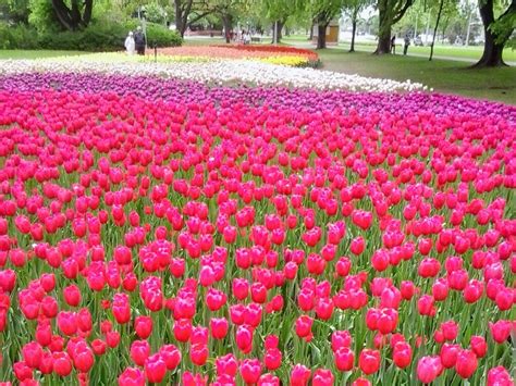 Tip toeing through the Canadian Tulip Festival in Ottawa in 2023 ~ DownshiftingPRO