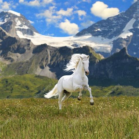 White horse run gallop in valley - Stock Photo , #Aff, #run, #horse, #White, #gallop #AD ...