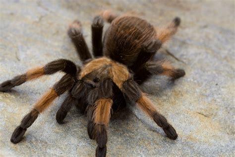 Brachypelma emilia • 1/2 - 5/8" spiderlings • Arachnoiden