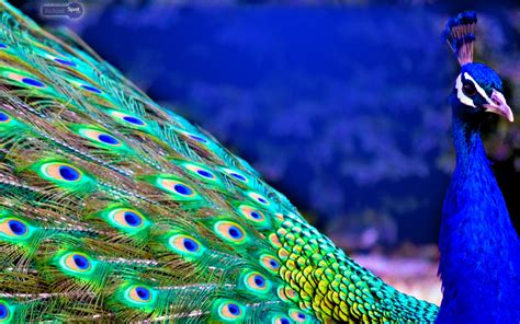 🔥 [71+] Peacock Desktop Wallpapers | WallpaperSafari